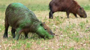 Cianobacterias: aparecieron más carpinchos teñidos de verde en el río Uruguay