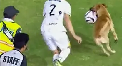 El perro con la pelota en la boca