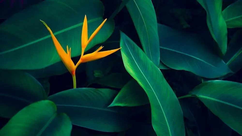 Transformar un planeta para que sea habitable para la vida humana sigue siendo difícil