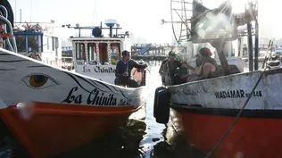Pescadores fueron advertidos sobre una nueva veda de captura de corvina negra.