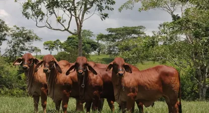 El Observador | 0026973366.webp