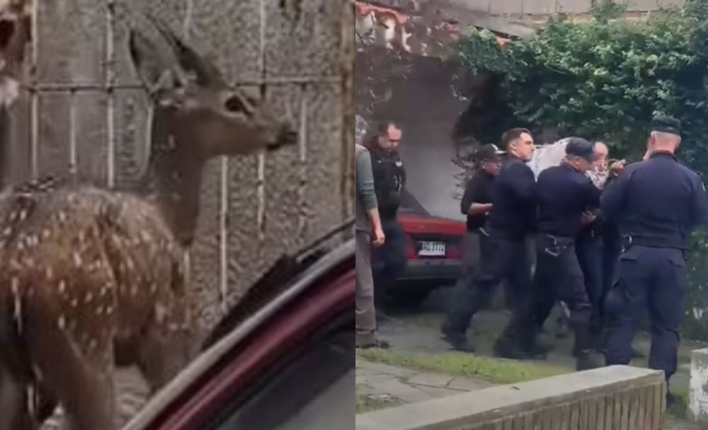 Ciervo de tamaño mediano en San José