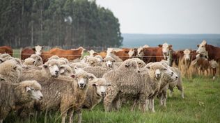 Sector agropecuario: sistema productivo mixto en Uruguay.