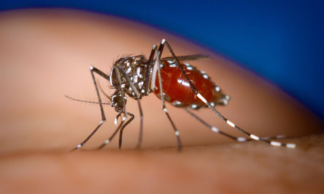 El mosquito tigre, responsable de la transmisión del virus del dengue.