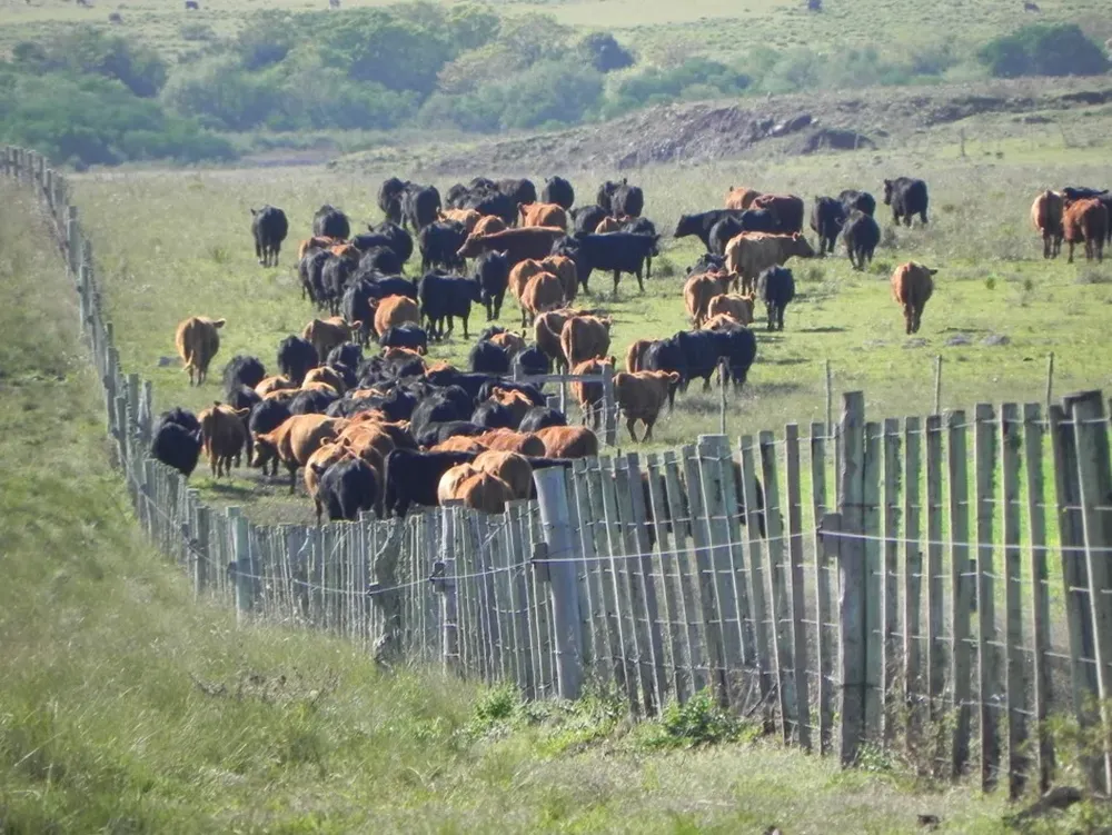 Vacunos de la raza Angus en Durazno