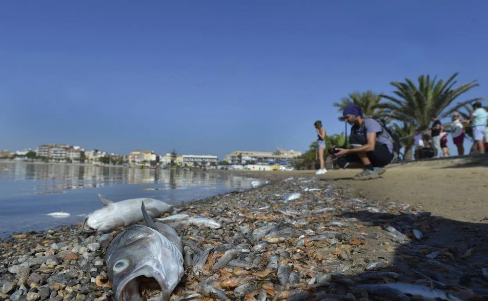 Miles de peces muertos en las orillas del mar menor.