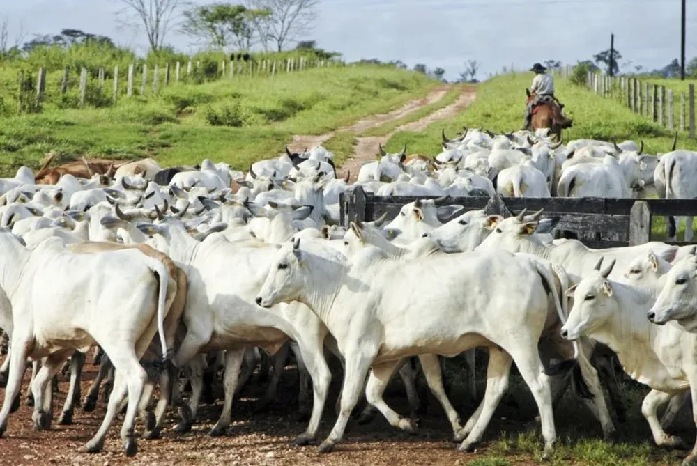 Brasil alterna con India el liderazgo mundial de la exportación de carne