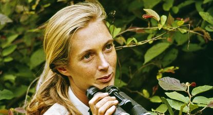Jane Goodall en el Parque Nacional Gombe Stream, en Tanzania, en 1965.