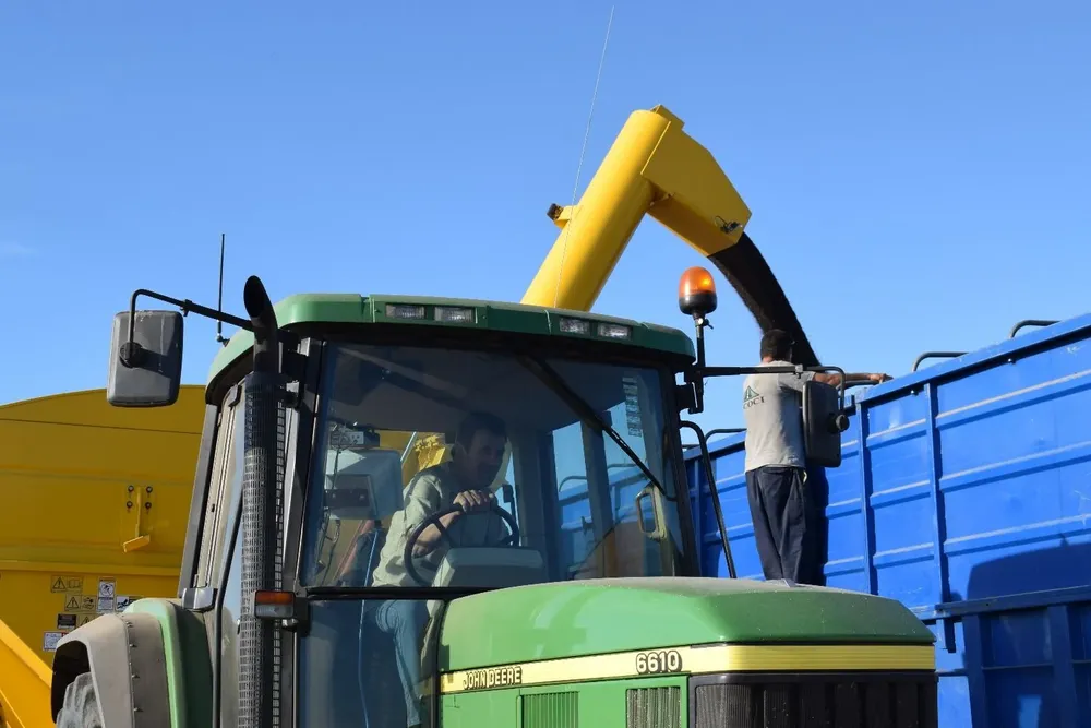 Colza, en buen nivel de valores en el mercado de granos.