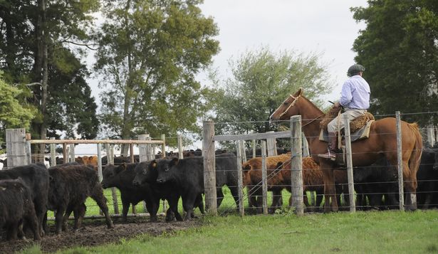 Acuerdo Mercosur-UE: el sector agropecuario es uno de los que se beneficiará con base en las nuevas condiciones para exportar.