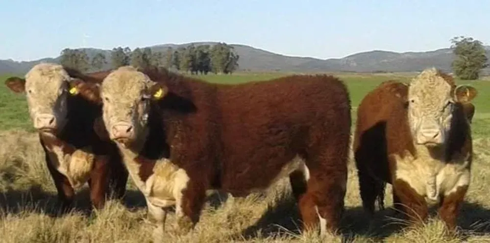 La venta se hará este martes a partir de las 14.30.