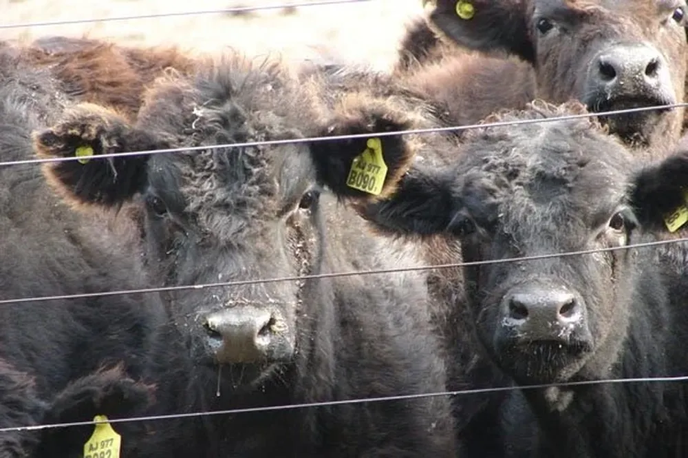 Crece el ingreso de hacienda a feedlots en Estados Unidos