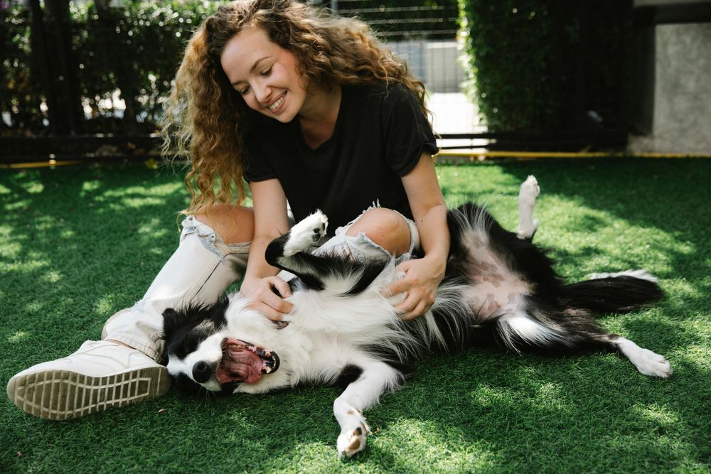 Prevenir los golpes de calor es esencial para mantener a tu mascota sana en verano. &nbsp;