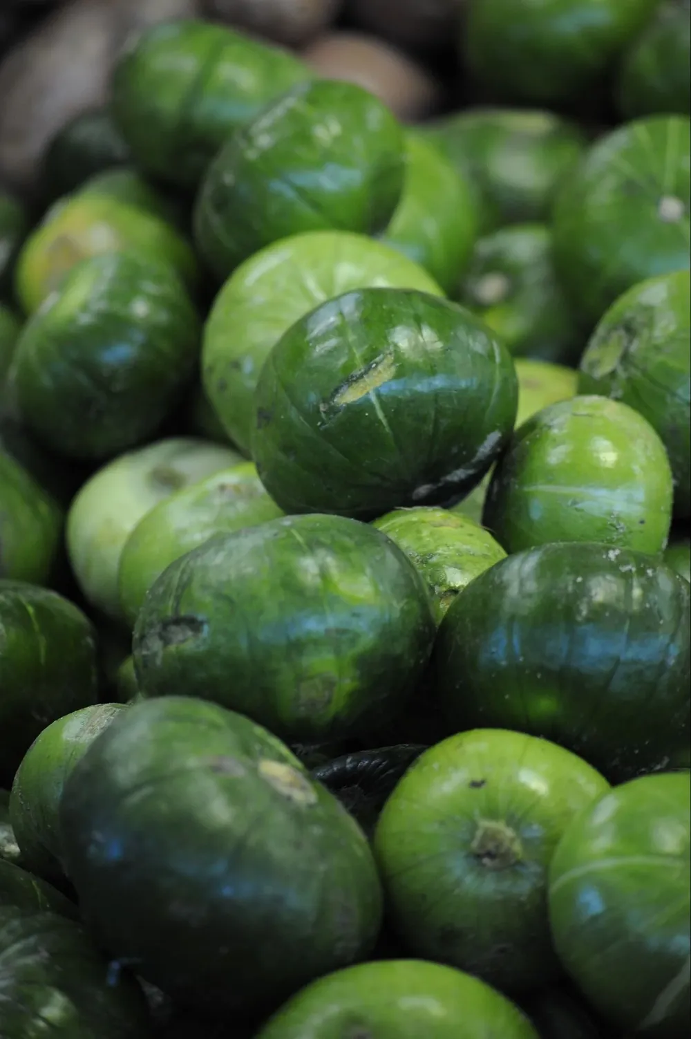 La producción de zapallito se ve afectada por el frío.