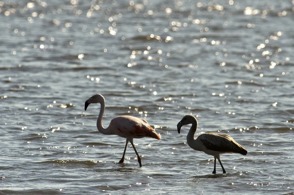 Archivo: Flamencos chilenos (Phoenicopterus chilensis) en el Arroyo Maldonado