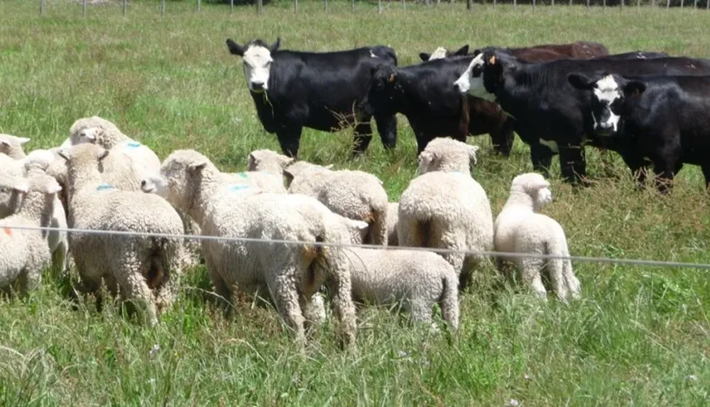 Exceso de lluvias benefició a los vacunos y perjudicó a los ovinos