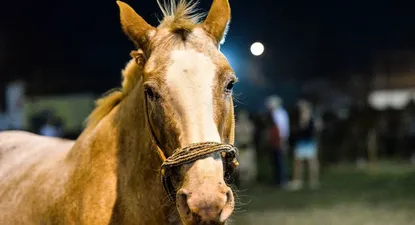 Exportaciones de caballos