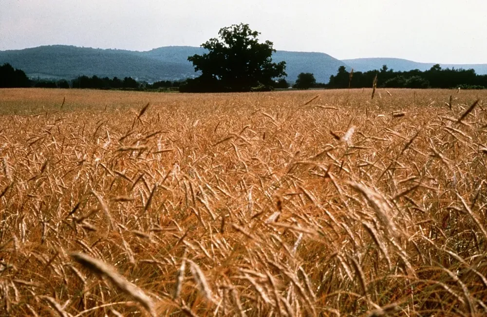Los precios a futuro del trigo se vieron fortalecidos por el clima adverso