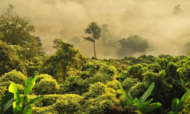 Bosque tropical