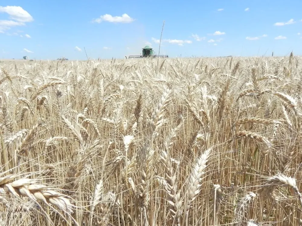 El área sembrada alcanzó las 462 mil hectáreas