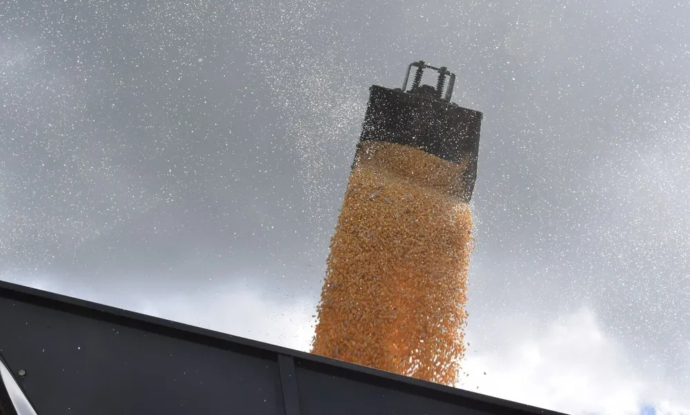 Cosecha de maíz, en Dolores.