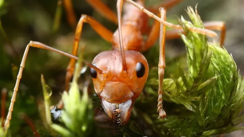 Algunas hormigas esclavistas capturan obreras de la especie a la que esclavizan y las llevan a su colonia para que trabajen para ellas