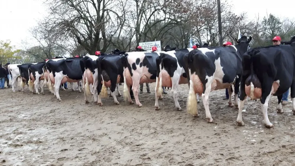 La fila de campeonas de pedigrí en la definición de la Gran Campeona