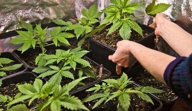 Autorizan a tres nuevas empresas a producir cannabis para uso recreativo