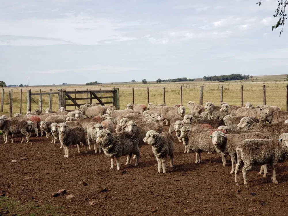El SIRO está financiado por la Agencia Nacional de Desarrollo (ANDE).