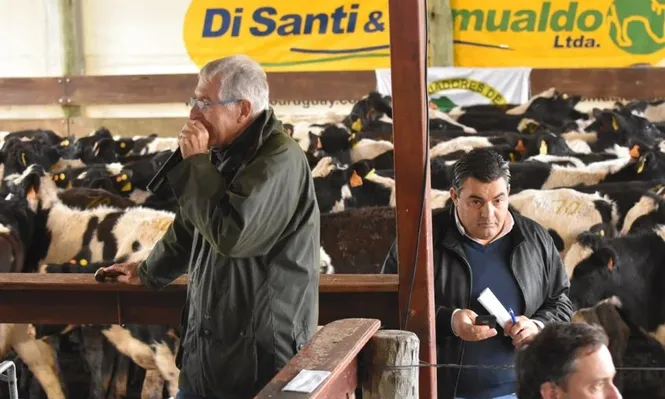 Remata, administra y financia Di Santi & Romualdo Ltda