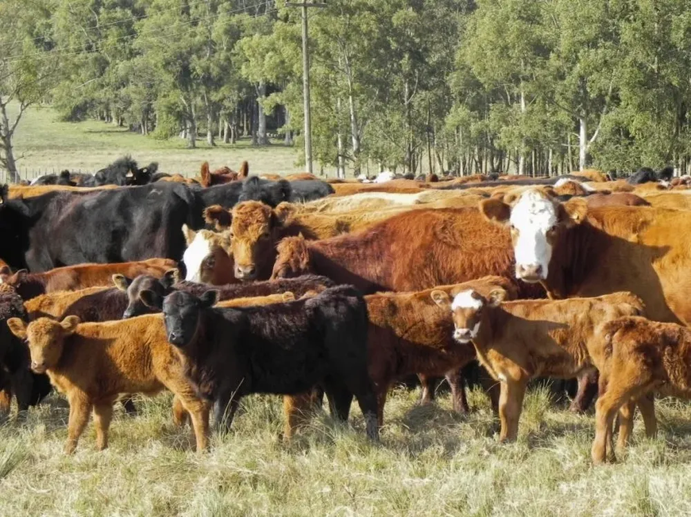 A las empresas ganaderas de ciclo completo del norte del país les fue mal