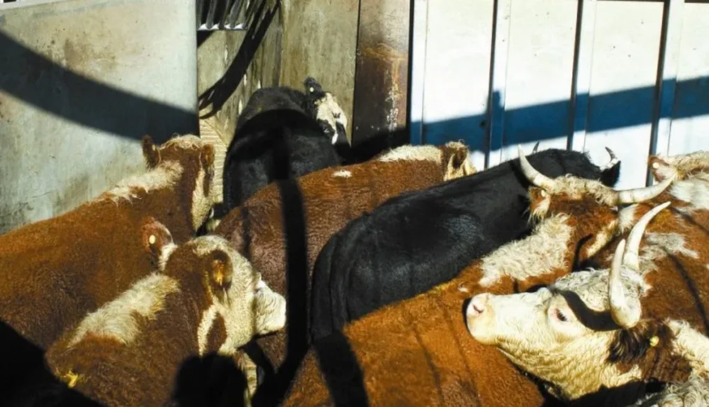 Novena semana consecutiva de suba en la referencia de Consignatarios de Ganado para novillos y vacas