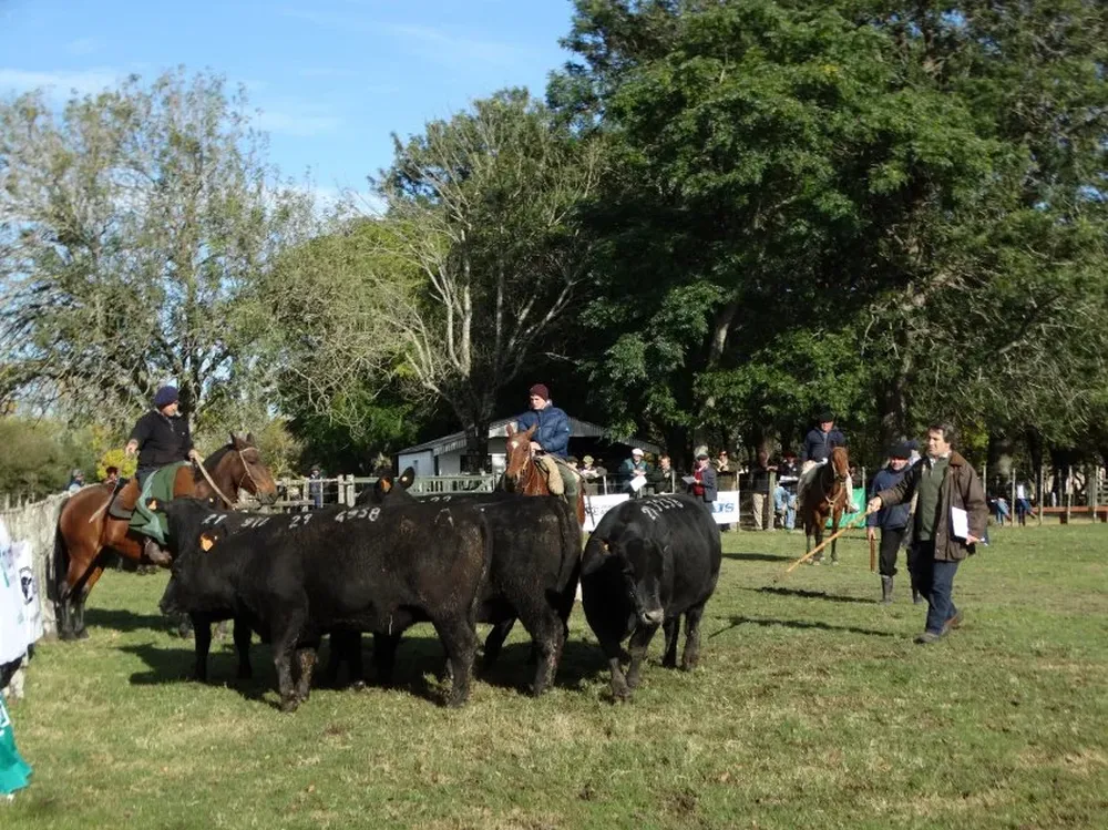 El jurado, Santiago Pereira, durante la calificación de los lotes SA en la Rural de Florida.