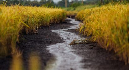 Productores arroceros en una situación que no les es extraña: obligados a obtener rendimientos récord.