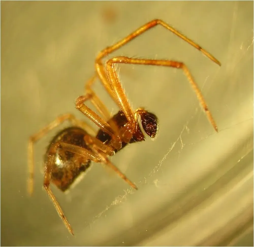 El macho mide unos 2,8 centímetros, casi uno menos que la hembra