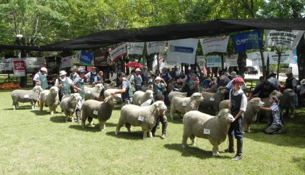 Habrá 292 ovinos, 323 bovinos y 14 equinos