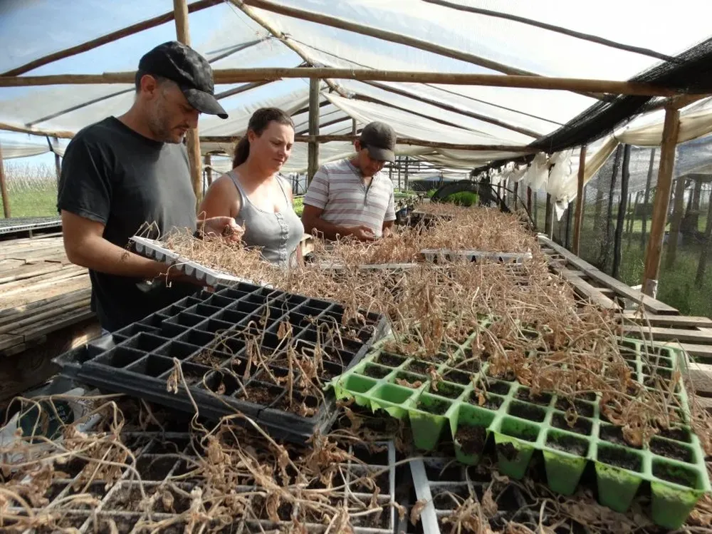 Gustavo, Solange y Eduardo observan parte de la producción perdida en el vivero.