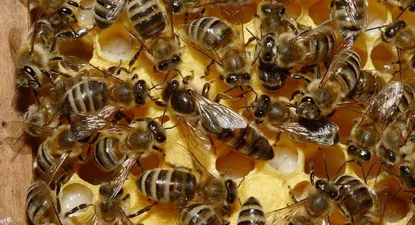 las abejas de isla de pascua, unicas en el mundo
