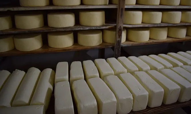 Producción quesera en Uruguay.