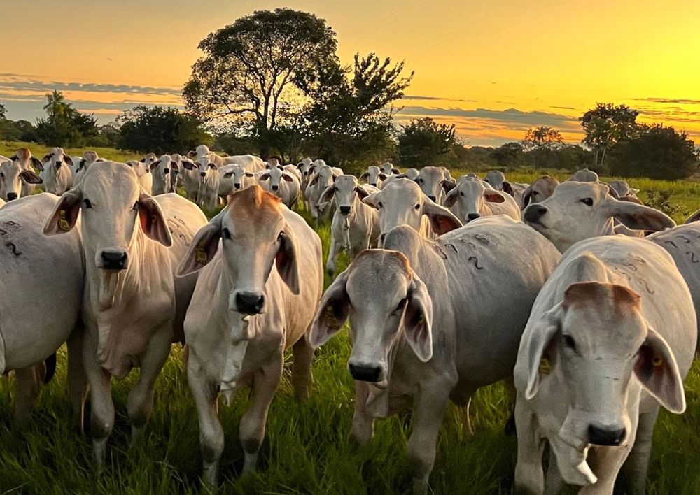 El documento es el resultado de consultas a más de 200 profesionales relacionados a la ganadería sostenible de la región, pertenecientes a diversas organizaciones del sector público, privado y la comunidad internacional.