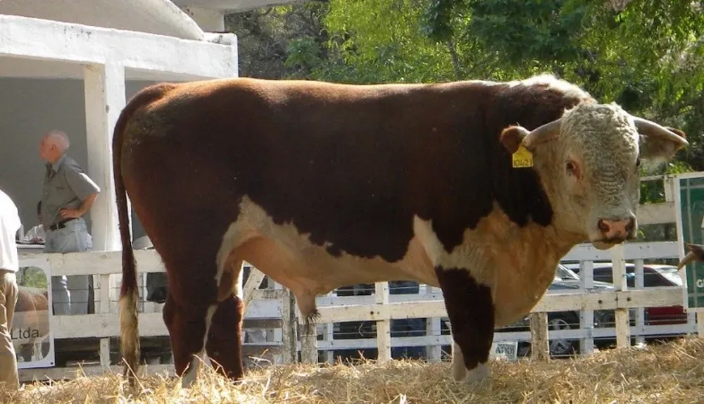 El remate se realizó en la Rural de Durazno