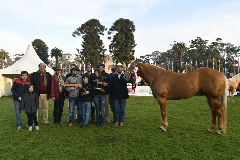 El Gran Campeón Cuarto de Milla.
