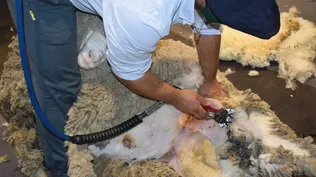 Central Lanera Uruguaya se presentó a concurso de acreedores voluntariamente por la dificultad de colocar la lana en el mercado.