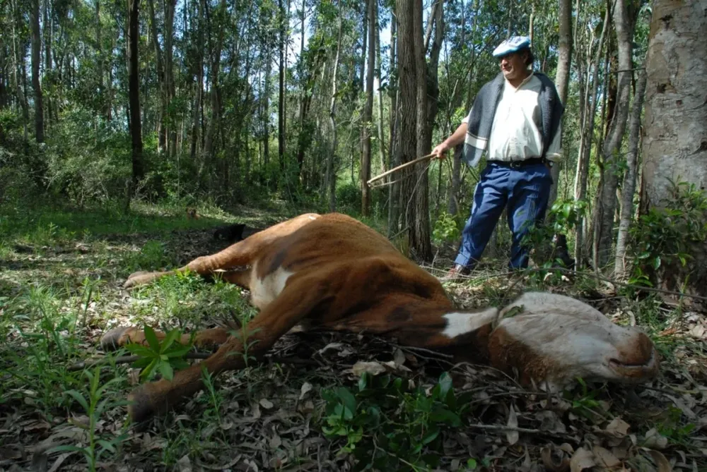 Vacuno muerto en los focos ocurridos en Rivera en el 2008