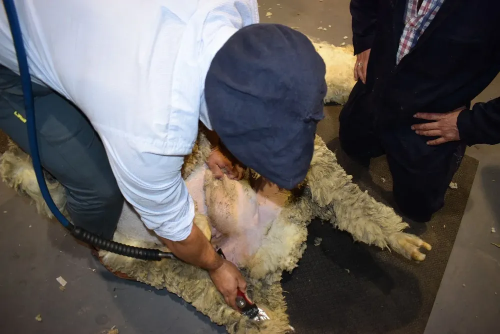 Poca actividad en el mercado lanero uruguayo.