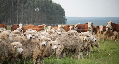 Sector agropecuario: sistema productivo mixto en Uruguay.