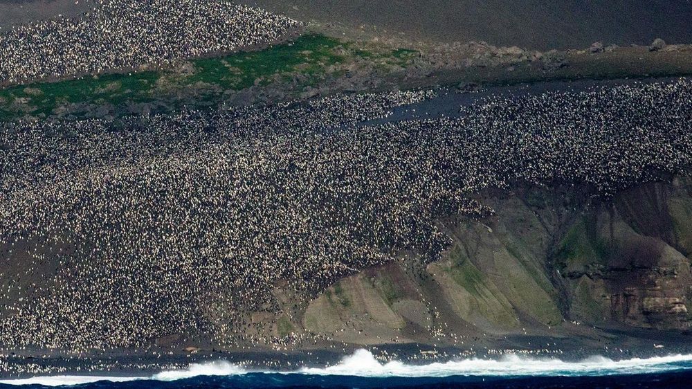 Los pobladores de la isla Heard son miles de pingüinos.