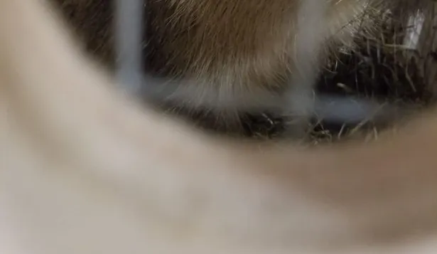 Los animales viajan en jaulas de madera individuales.