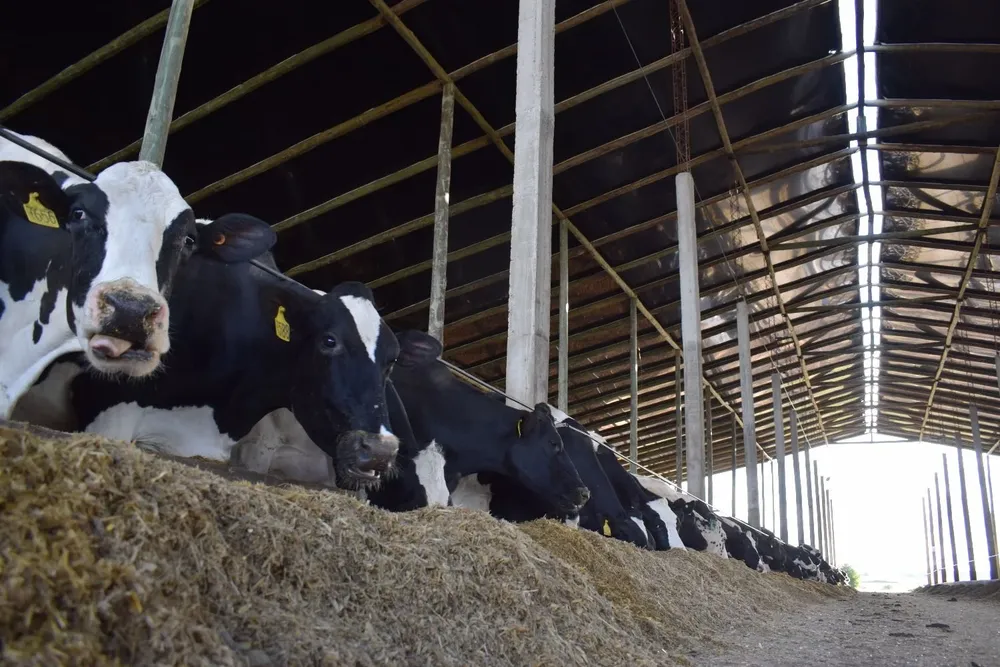 Las vacas se ponen a comer apenas vuelven del tambo.