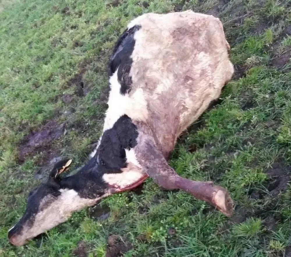 Los tambos son también afectados por la inseguridad rural